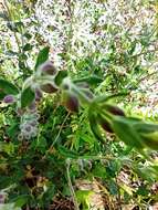 Image de Scutellaria brevibracteata Stapf