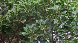Image of Bush Maerua