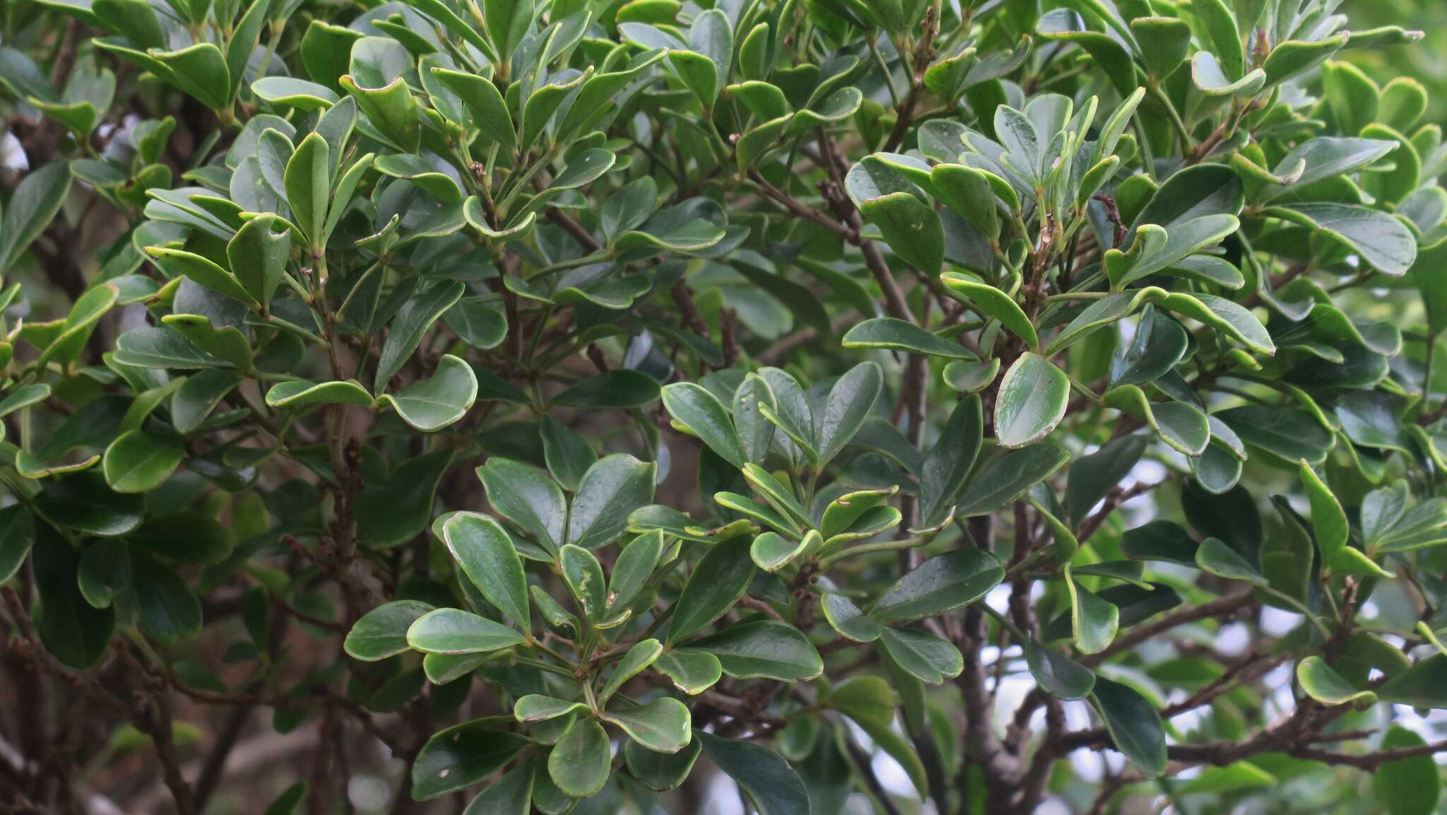 Image of Bush Maerua