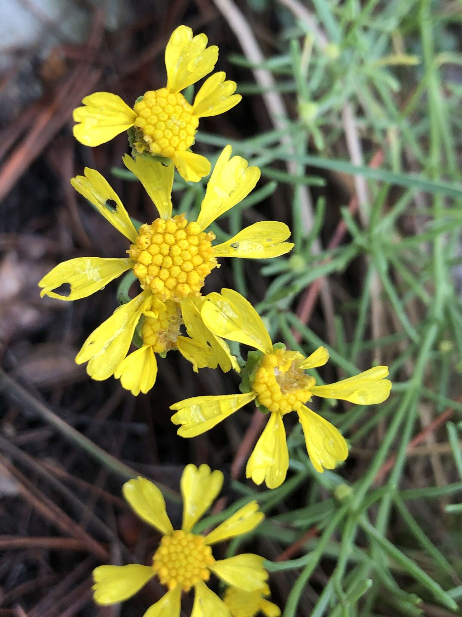 Hymenoxys quinquesquamata Rydb. resmi