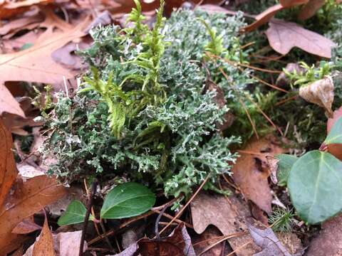 Image of Cladonia turgida Ehrh. ex Hoffm.