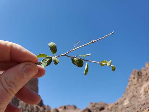 Image of Las Animas nakedwood