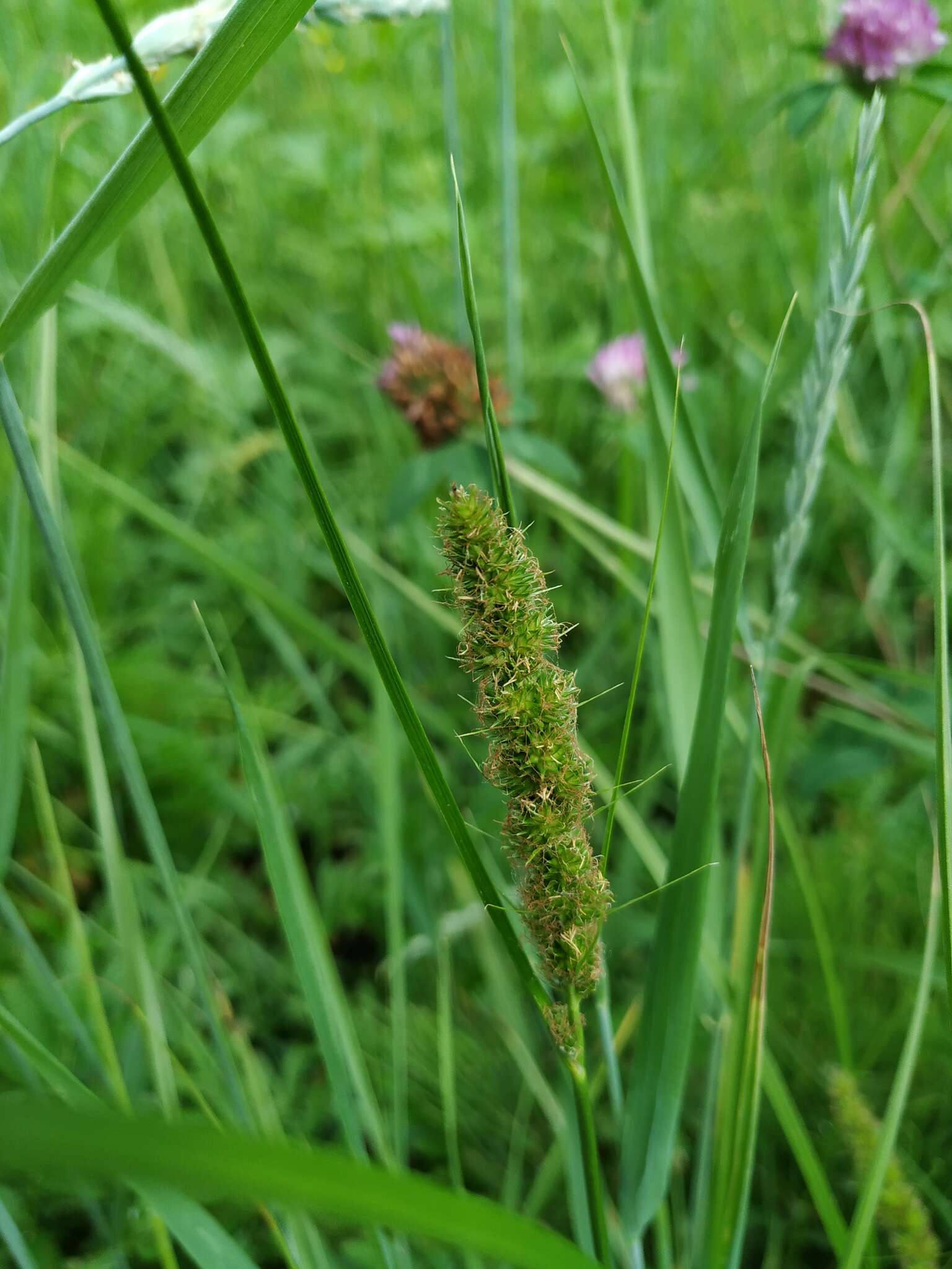 Image of Carex laevissima Nakai