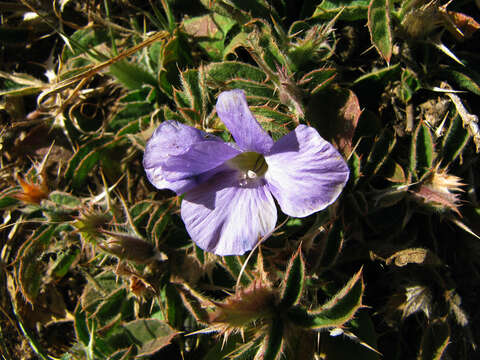 Image of Barleria delamerei S. Moore