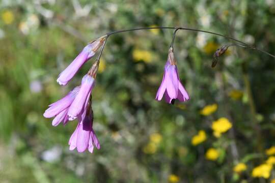 Image of Ixia sobolifera subsp. carnea Goldblatt & J. C. Manning