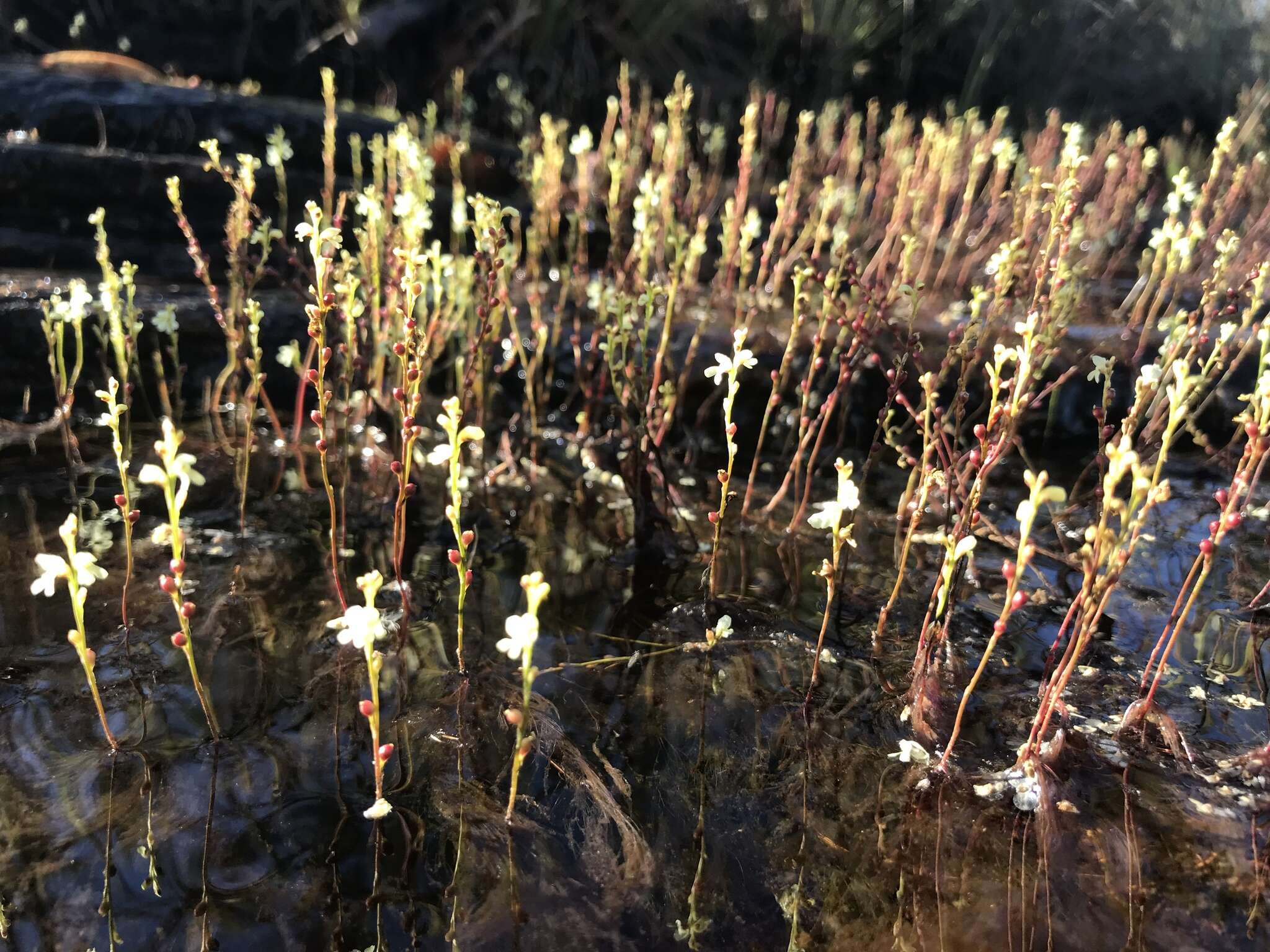 Utricularia neottioides A. St. Hil. & Girard resmi