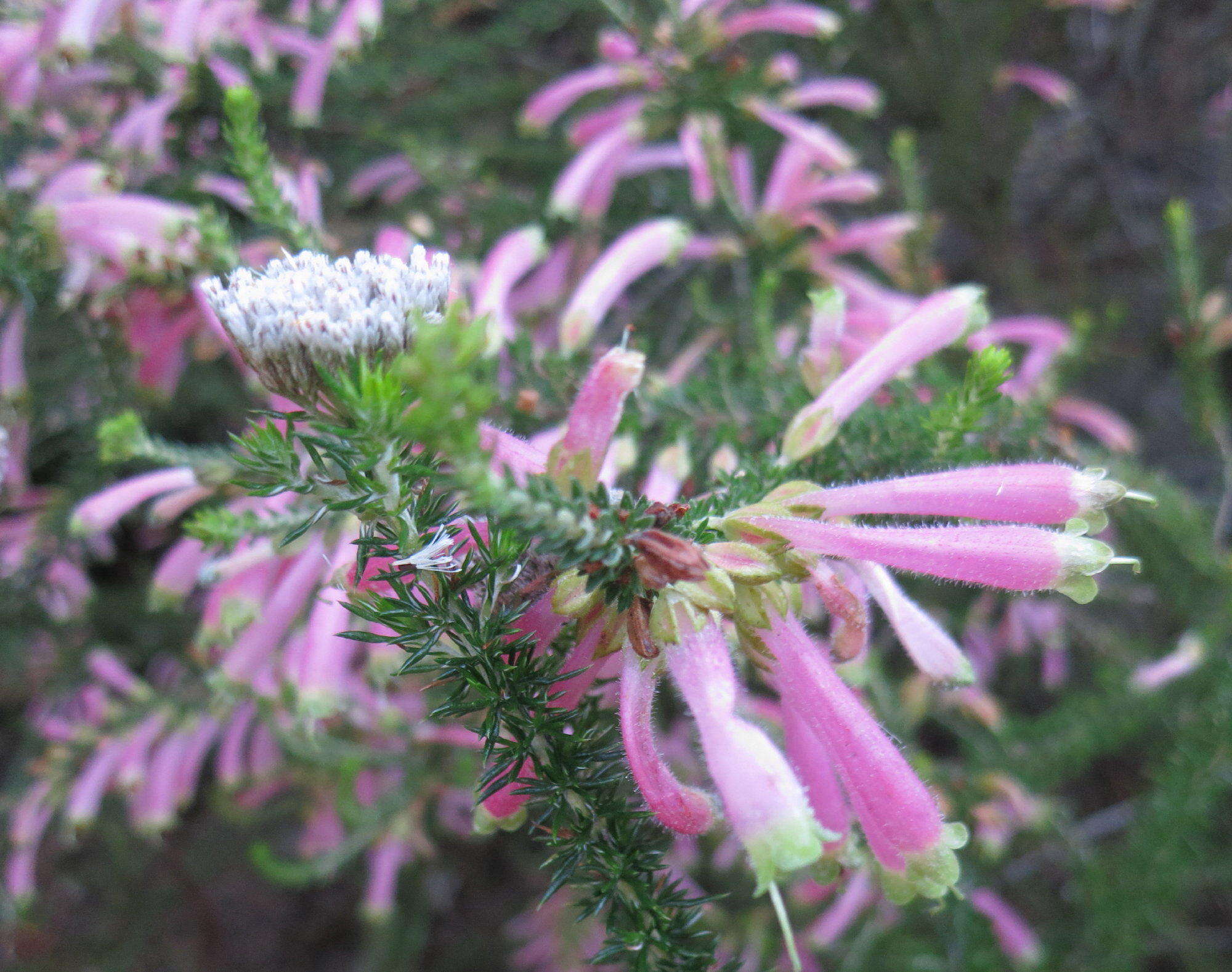 Image of Erica densifolia Willd.