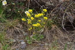 Image of alpine draba