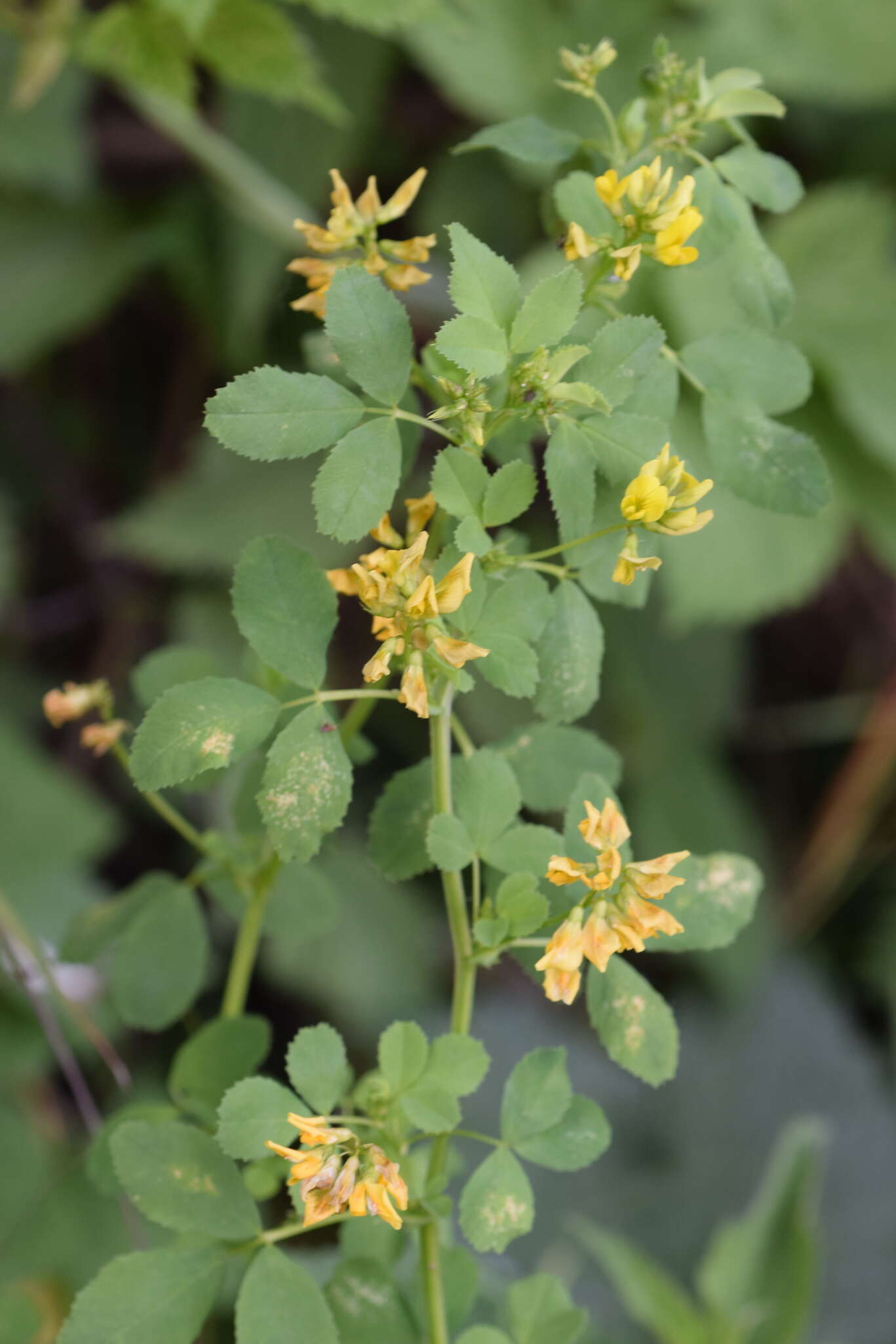 Image of Medicago carstiensis Wulfen