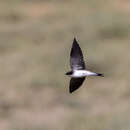 Image of Pseudhirundo griseopyga griseopyga (Sundevall 1850)