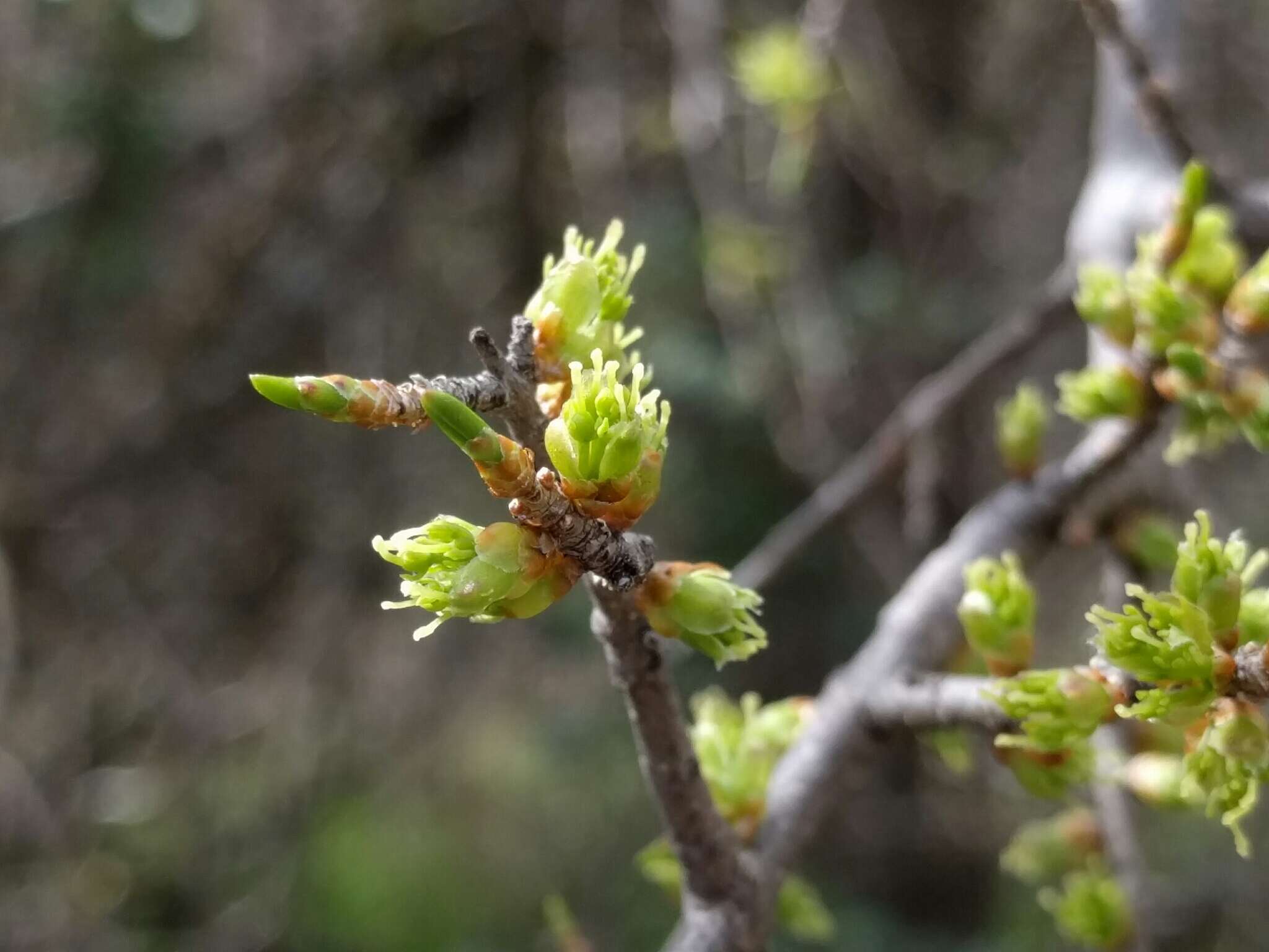 Forestiera pubescens Nutt. resmi