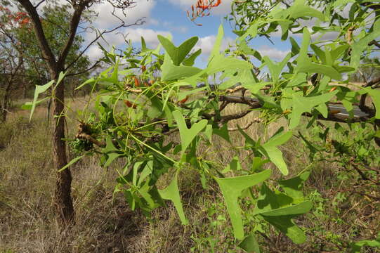 Слика од Erythrina vespertilio Benth.