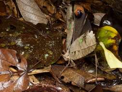 Image of Peacock katydid