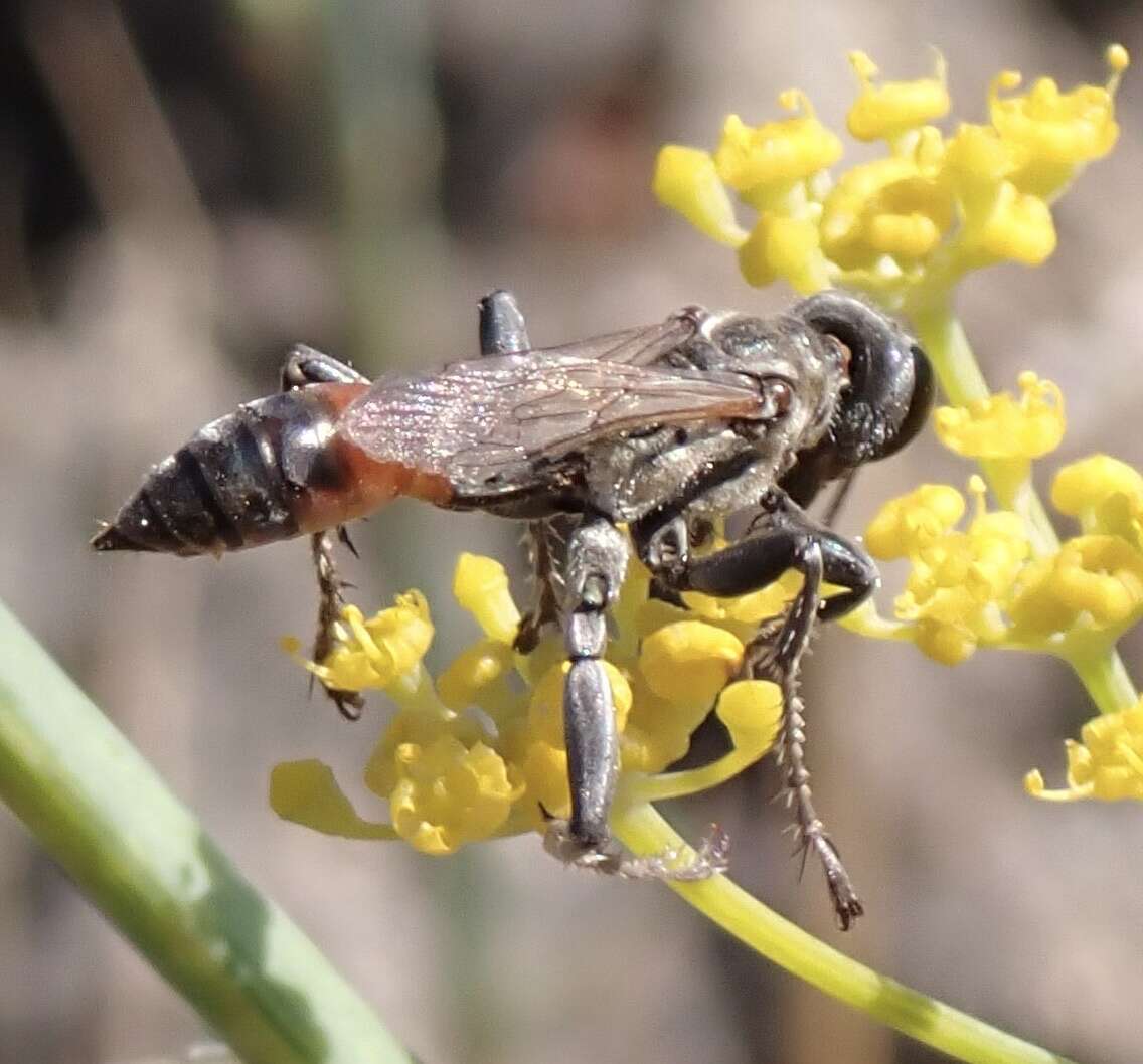 Image of Prionyx lividocinctus (A. Costa 1861)