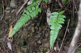 Plancia ëd Polystichum biaristatum (Bl.) Moore