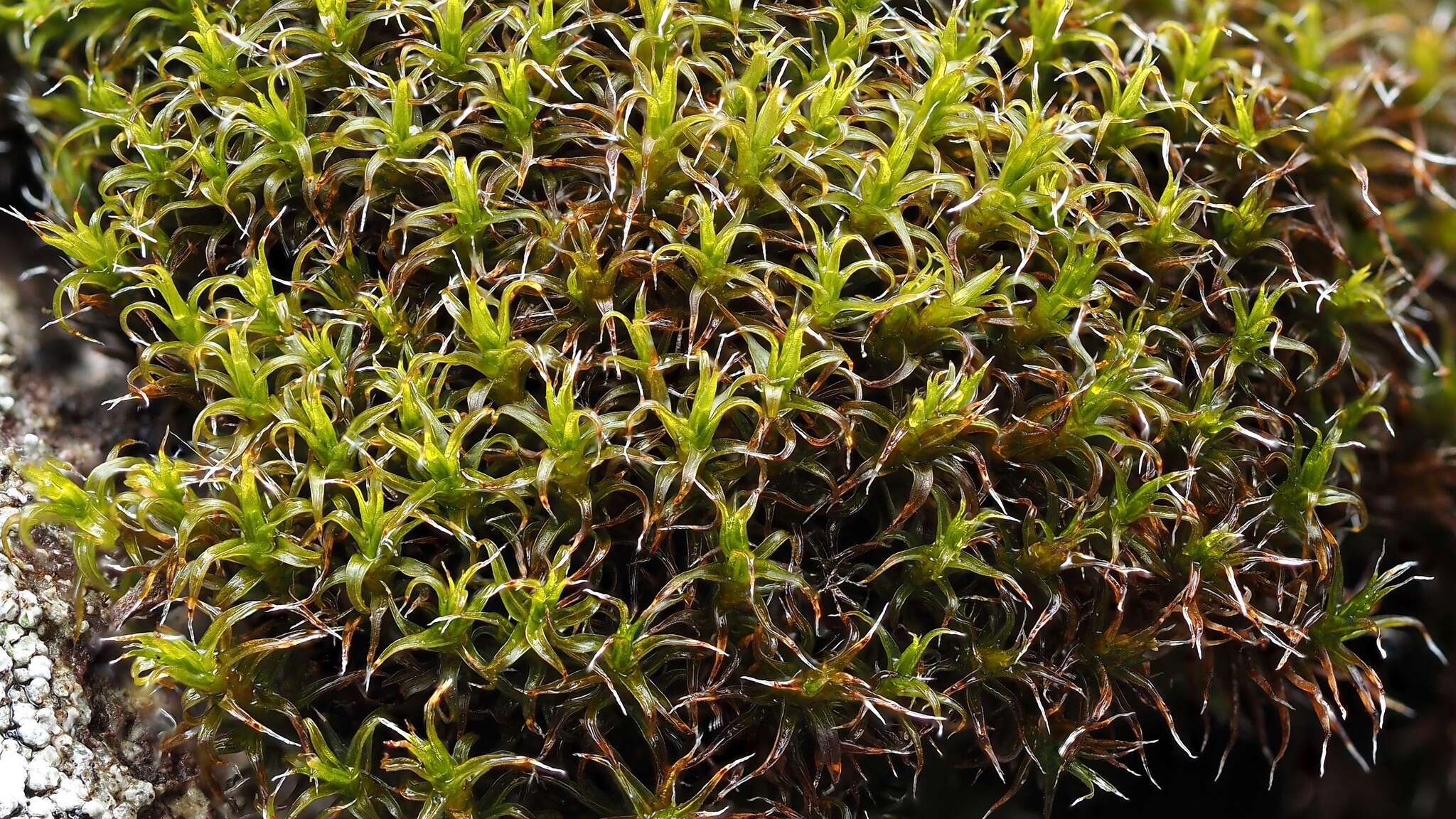 Image of oval dry rock moss