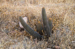 Imagem de Loxanthocereus clavispinus