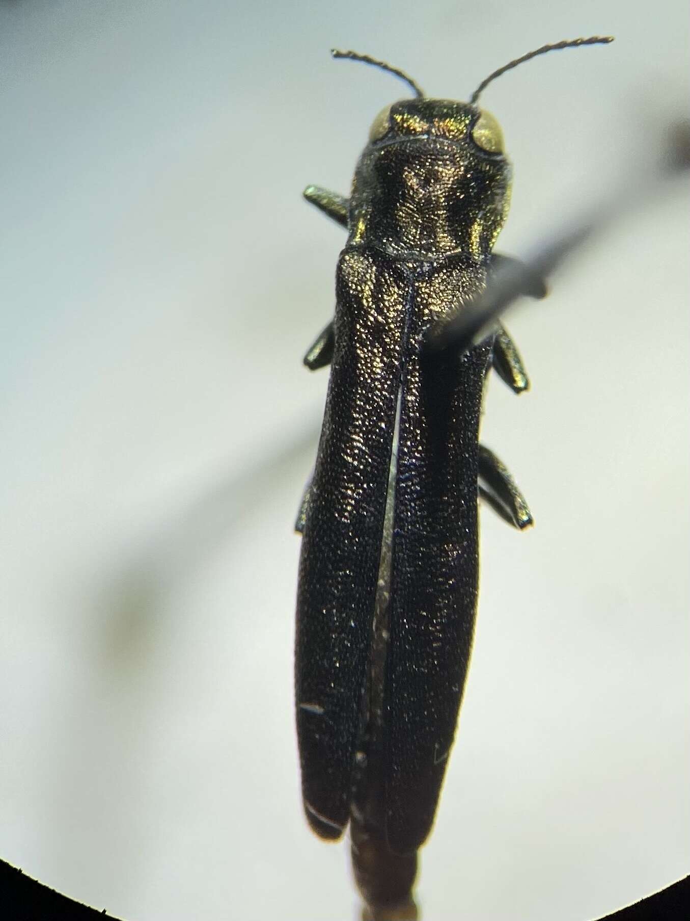 Image of Agrilus masculinus Horn 1891