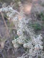 Слика од Artemisia jacutica Drobov