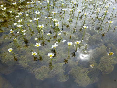 Слика од Ranunculus trichophyllus Chaix