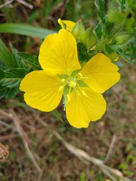 Image de Ludwigia multinervia (Hook. & Arn.) T. P. Ramamoorthy