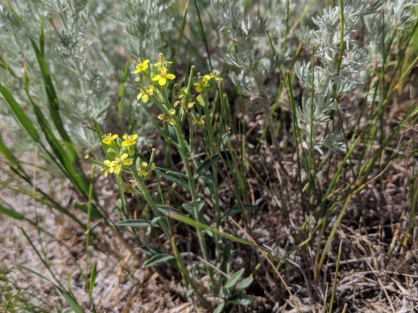 Image of shy wallflower