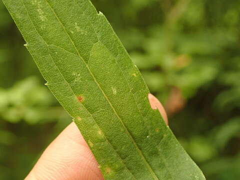 Image of Goldenrod Leaf Miner