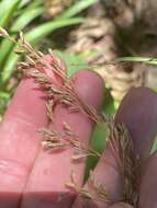 Image of Clustered Fescue