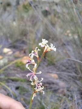 Image of Tritoniopsis unguicularis (Lam.) G. J. Lewis