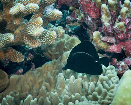 Image of Longnose surgeonfish