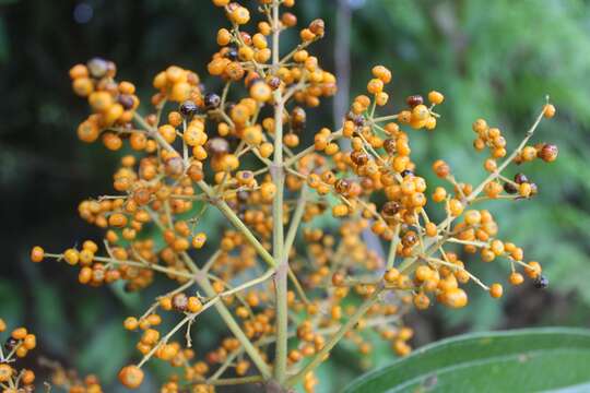 Image of Miconia dolichorrhyncha Naud.