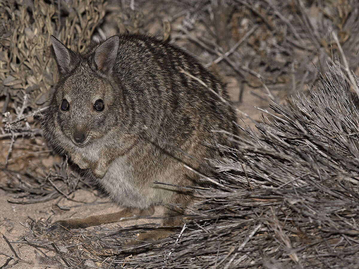 Image of Banded Hare Wallaby