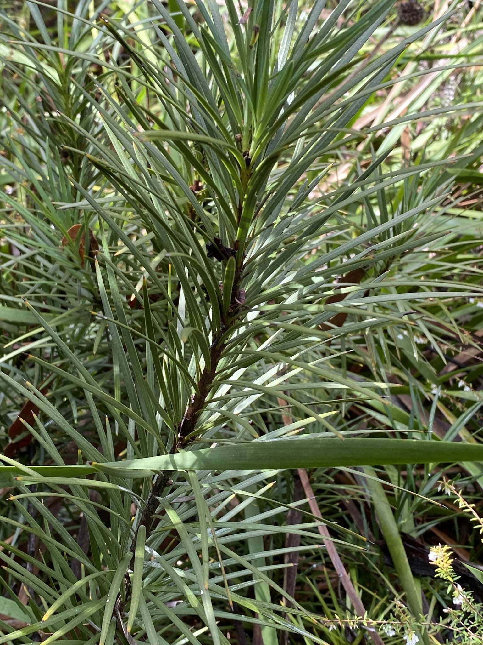 Image of Emu Berry