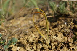 Image of Slender Sternbergia