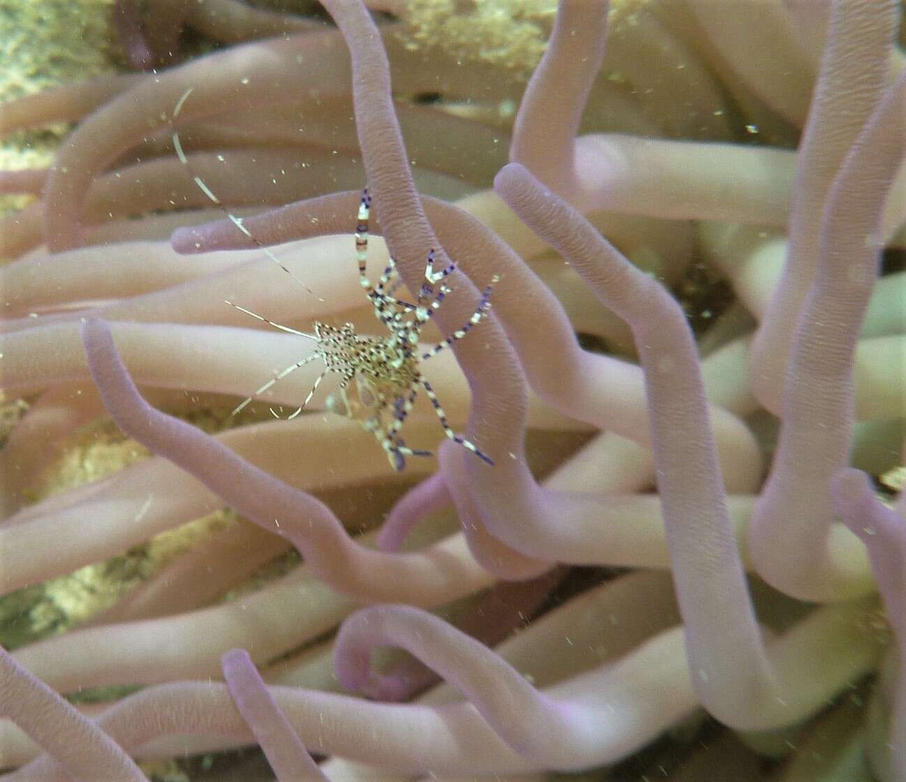 Image of Spotted cleaner shrimp