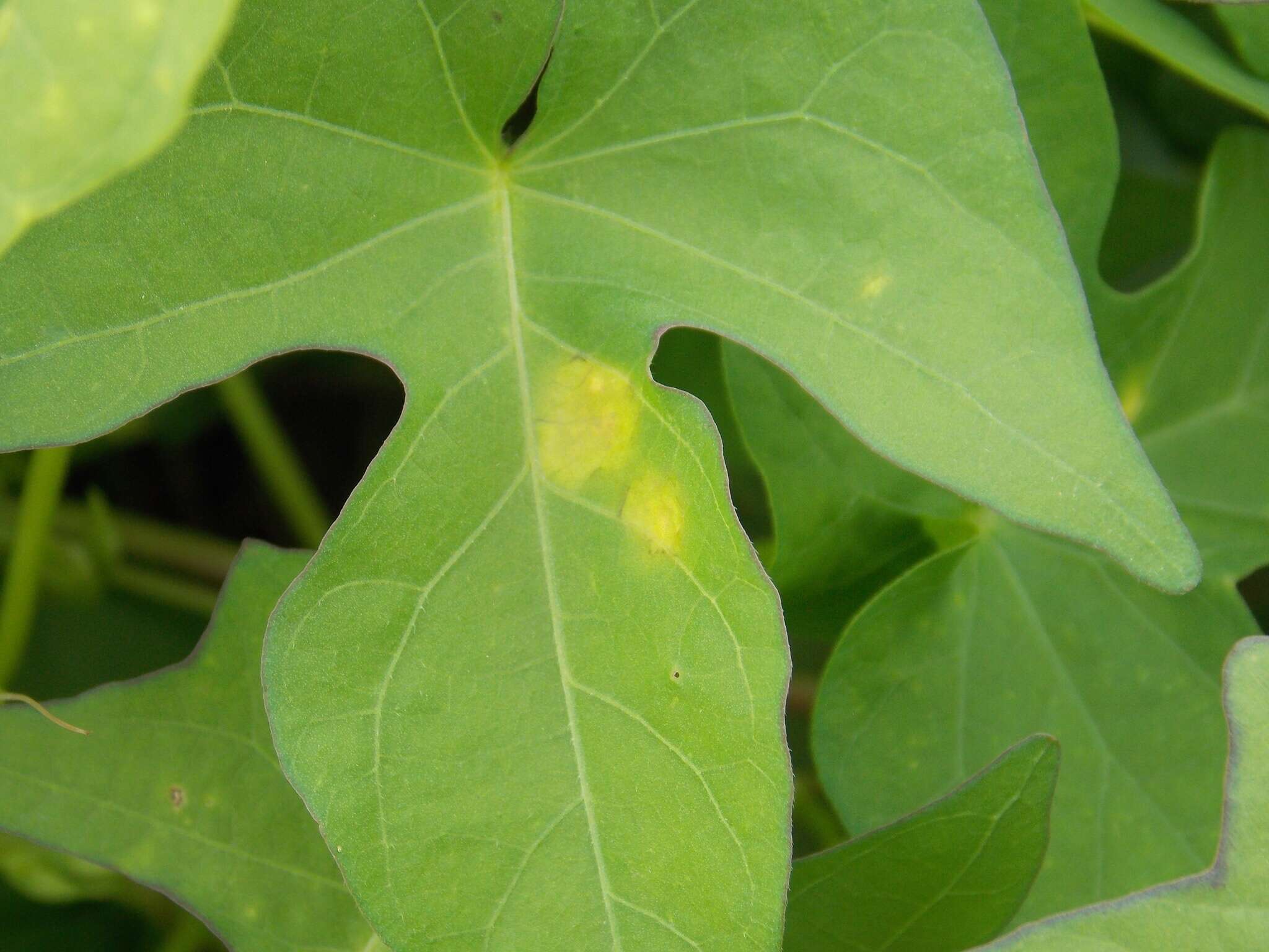 Image of Albugo ipomoeae-panduratae