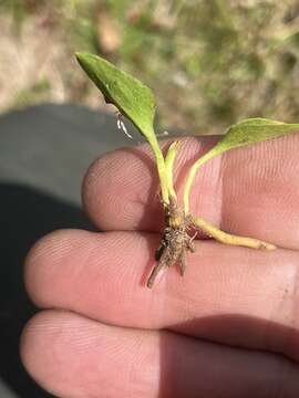 Image of Long-Stem Adder's-Tongue