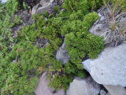 Слика од Primula suffrutescens A. Gray