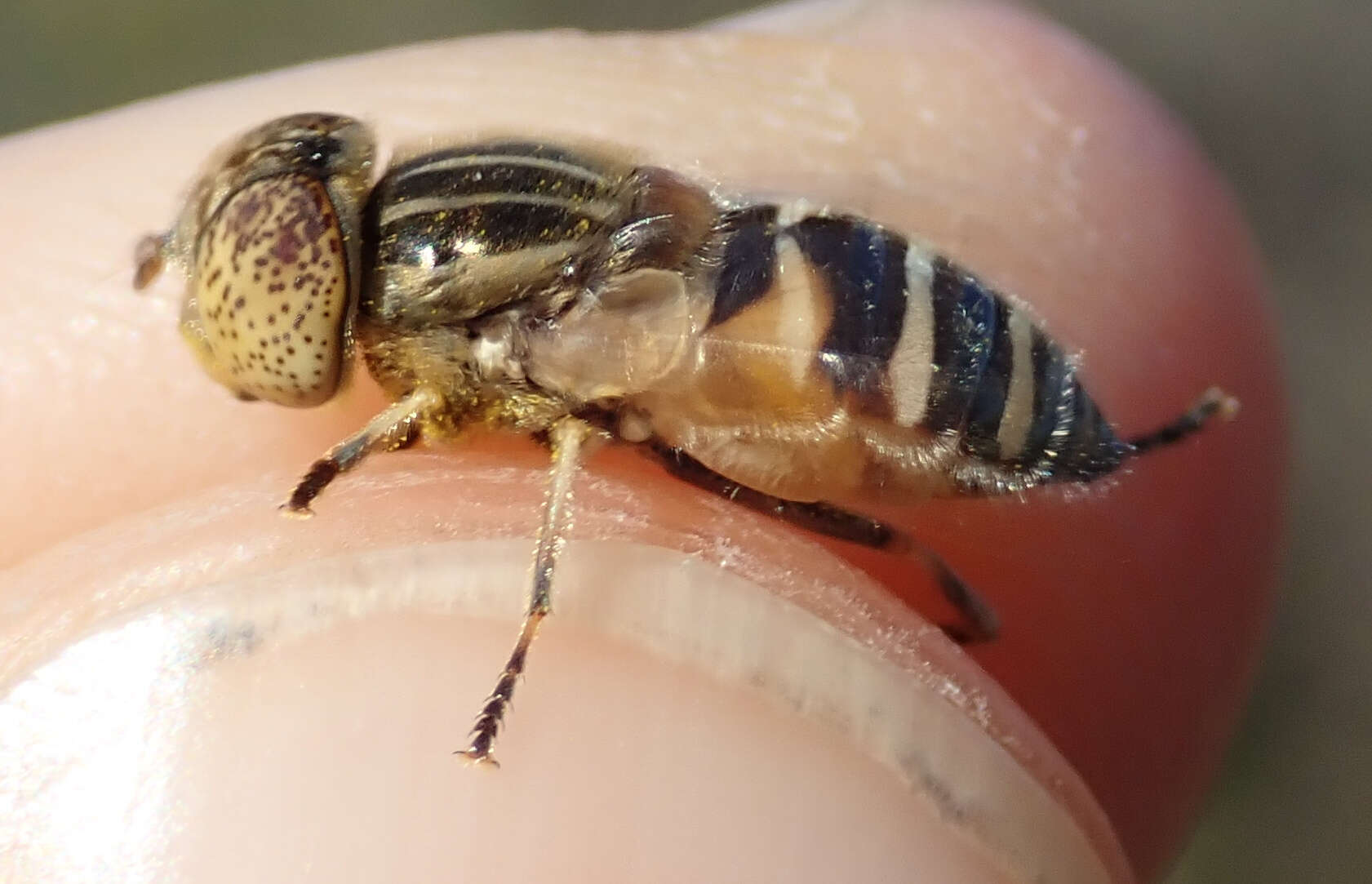 صورة Eristalinus megacephalus (Rossi 1794)