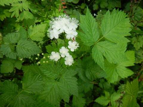 Image of Willamette false rue anemone