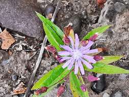 Image de Lactuca sibirica (L.) Maxim.