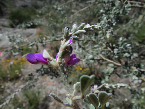 Image of Dalea bicolor var. canescens (M. Martens & Galeotti) Barneby