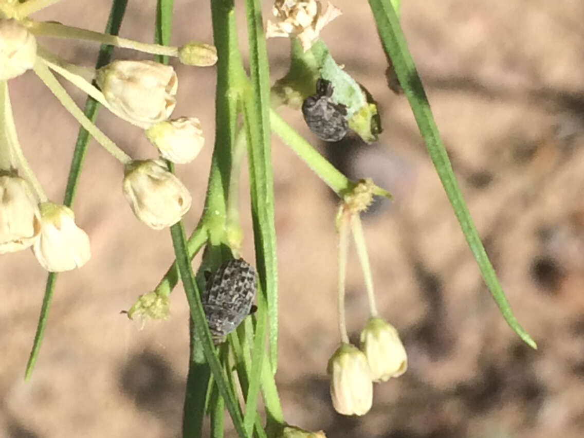 Image of Milkweed Stem Weevil