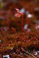 Image of Slender-leafed duck orchid