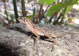 Image de Anolis naufragus (Campbell, Hillis & Lamar 1989)