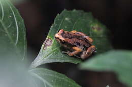 Image of Deli Little Pygmy Frog