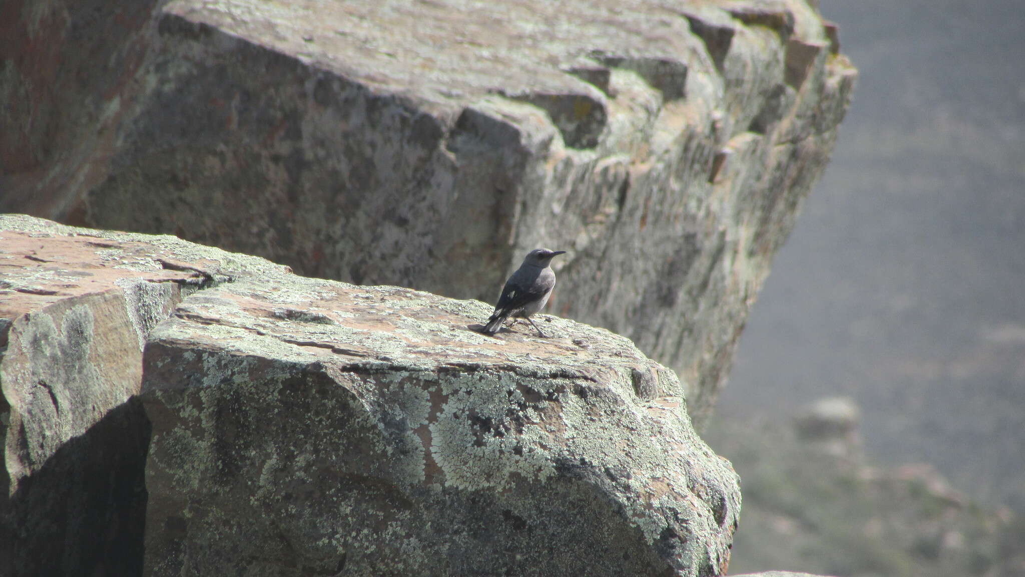 Image of Karoo Chat