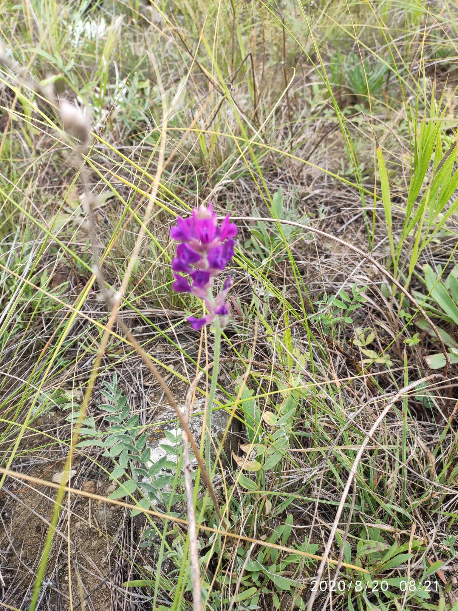 Image of Oxytropis baschkiriensis