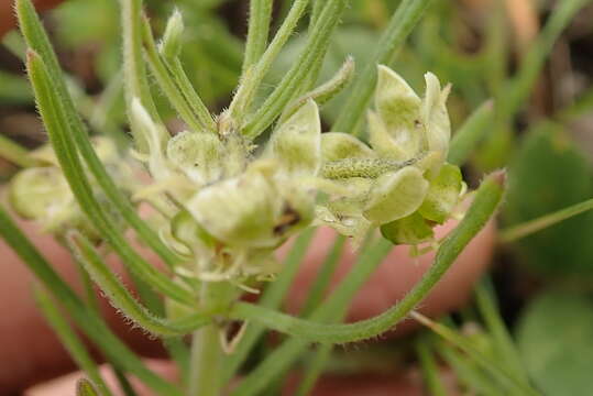 Image of Miraglossum verticillare (Schltr.) F. K. Kupicha