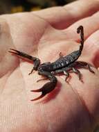 Image of Magaliesberg Rock Scorpion